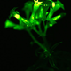 Las flores de la planta también brillan.Imagen: Planta